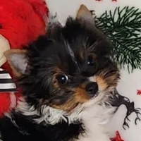 AKC Dash, a male Yorkshire Terrier for sale in Sequim, WA – Photo 4 of 6