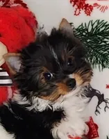 AKC Dash, a male Yorkshire Terrier for sale in Sequim, WA – Photo 4 of 6