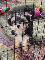 Pansy, a female Yorkshire Terrier and Morkie for sale in Sequim, WA – Photo 1 of 4