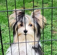 Pansy, a female Yorkshire Terrier and Morkie for sale in Sequim, WA – Photo 3 of 4