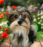 AKC Puppy boy, a male Yorkshire Terrier for sale in Sequim, WA – 3 of 3