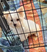 Paisley, a female Yorkshire Terrier and Morkie for sale in Sequim, WA – Photo 1 of 7