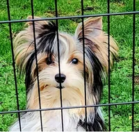 Paisley, a female Yorkshire Terrier and Morkie for sale in Sequim, WA – Photo 6 of 7