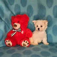 Paisley, a female Yorkshire Terrier and Morkie for sale in Sequim, WA – Photo 5 of 7