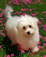 Paisley, a female Yorkshire Terrier and Morkie for sale in Sequim, WA – Photo 7 of 7