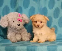 Gold Boy, a male Yorkshire Terrier and Morkie for sale in Sequim, WA – Photo 1 of 3