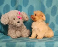 Gold Boy, a male Yorkshire Terrier and Morkie for sale in Sequim, WA – Photo 2 of 3