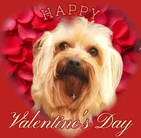 Valentine Candy, a female Yorkshire Terrier for sale in Sequim, WA – Photo 4 of 4