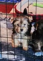 Valentine Candy, a female Yorkshire Terrier for sale in Sequim, WA – Photo 2 of 4