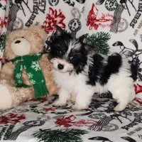 AKC Dior, a male Yorkshire Terrier for sale in Sequim, WA – Photo 1 of 3