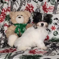 AKC Dior, a male Yorkshire Terrier for sale in Sequim, WA – Photo 3 of 3