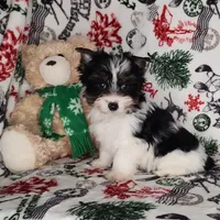 AKC Dior, a male Yorkshire Terrier for sale in Sequim, WA – Photo 2 of 3