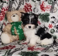 AKC Dior, a male Yorkshire Terrier for sale in Sequim, WA – Photo 2 of 3