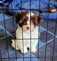 Chocolate Parti, a male Yorkipoo and Yorkshire Terrier for sale in Sequim, WA – Photo 1 of 7