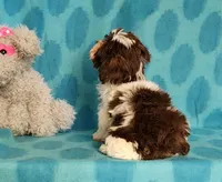 Chocolate Parti, a male Yorkipoo and Yorkshire Terrier for sale in Sequim, WA – Photo 4 of 7