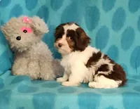 Chocolate Parti, a male Yorkipoo and Yorkshire Terrier for sale in Sequim, WA – Photo 3 of 7