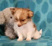 Gold Parti Girl, a female Yorkshire Terrier and Morkie for sale in Sequim, WA – Photo 1 of 5