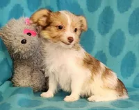 Gold Parti Girl, a female Yorkshire Terrier and Morkie for sale in Sequim, WA – Photo 4 of 5