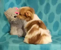 Gold Parti Girl, a female Yorkshire Terrier and Morkie for sale in Sequim, WA – Photo 3 of 5