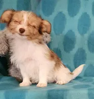 Gold Parti Girl, a female Yorkshire Terrier and Morkie for sale in Sequim, WA – Photo 2 of 5