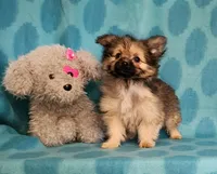 Sable Girl, a female Yorkshire Terrier and Morkie for sale in Sequim, WA – Photo 2 of 4