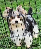 Sable Girl, a female Yorkshire Terrier and Morkie for sale in Sequim, WA – Photo 4 of 4