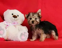 Cupid Pending, a male Yorkshire Terrier for sale in Sequim, WA – Photo 2 of 4