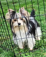 Cupid Pending, a male Yorkshire Terrier for sale in Sequim, WA – Photo 3 of 4