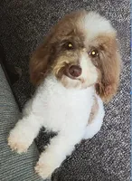 Paddy Pup, a male Yorkipoo and Yorkshire Terrier for sale in Sequim, WA – Photo 5 of 5