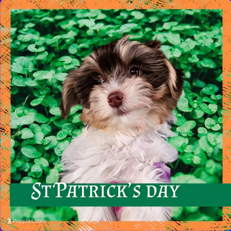 Paddy Pup, a male Yorkipoo and Yorkshire Terrier for sale in Sequim, WA – Photo 1 of 5