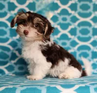 Paddy Pup, a male Yorkipoo and Yorkshire Terrier for sale in Sequim, WA – Photo 3 of 5