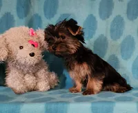 Valentine Romeo, a male Yorkshire Terrier for sale in Sequim, WA – Photo 2 of 5