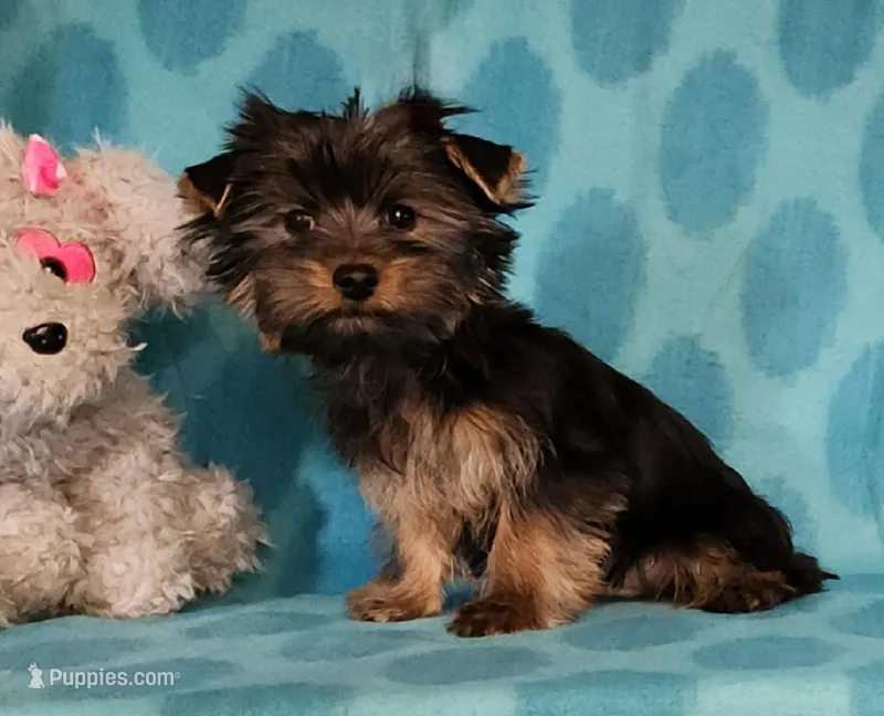 Valentine Romeo, a male Yorkshire Terrier for sale in Sequim, WA – Photo 1 of 5