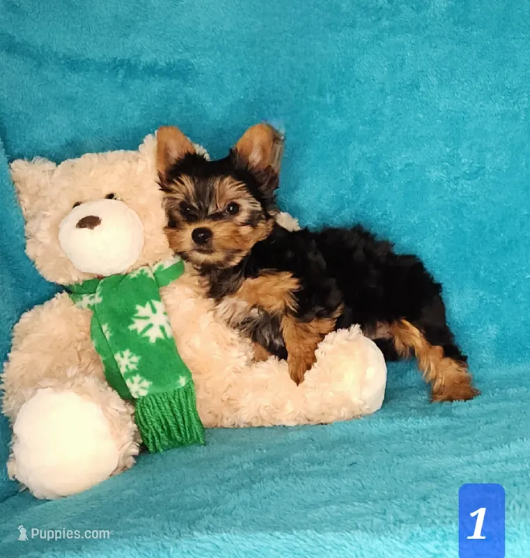 AKC Puppy boy – Yorkshire Terrier puppy for sale in Sequim, WA