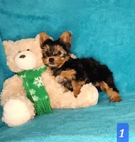 AKC Puppy boy, a male Yorkshire Terrier for sale in Sequim, WA – 1 of 3