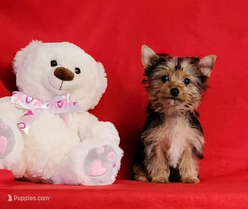 Valentine Sweetie, a female Yorkshire Terrier for sale in Sequim, WA – Photo 1 of 3