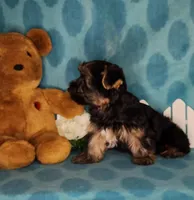 Sweetie, a female Yorkshire Terrier for sale in Sequim, WA – Photo 2 of 4