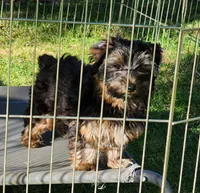 Sweetie, a female Yorkshire Terrier for sale in Sequim, WA – Photo 3 of 4