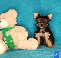 Puppy Girl, a female Yorkshire Terrier for sale in Sequim, WA – 1 of 1
