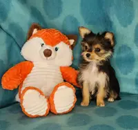 Crumpet, a female Maltese and Yorkshire Terrier for sale in Sequim, WA – Photo 3 of 5