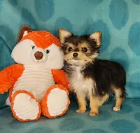 Crumpet, a female Maltese and Yorkshire Terrier for sale in Sequim, WA – Photo 2 of 5