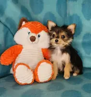 Crumpet, a female Maltese and Yorkshire Terrier for sale in Sequim, WA – Photo 1 of 5