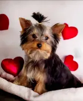 Crumpet, a female Maltese and Yorkshire Terrier for sale in Sequim, WA – Photo 5 of 5