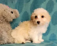 Cream Parti, a male Yorkipoo and Yorkshire Terrier for sale in Sequim, WA – Photo 2 of 5