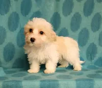 Cream Parti, a male Yorkipoo and Yorkshire Terrier for sale in Sequim, WA – Photo 3 of 5