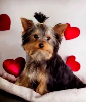 AKC Puppy boy, a male Yorkshire Terrier for sale in Sequim, WA – 2 of 3