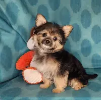 Mocha, a male Yorkshire Terrier and Morkie for sale in Sequim, WA – Photo 1 of 5