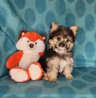 Mocha, a male Yorkshire Terrier and Morkie for sale in Sequim, WA – Photo 3 of 5