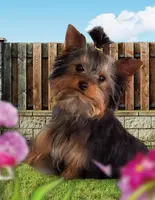 Mocha, a male Yorkshire Terrier and Morkie for sale in Sequim, WA – Photo 2 of 5