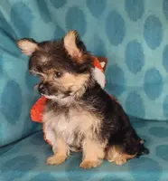 Mocha, a male Yorkshire Terrier and Morkie for sale in Sequim, WA – Photo 4 of 5
